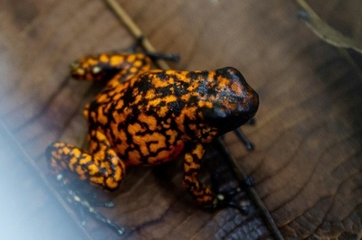 レッドリスト更新、31種に「絶滅」宣言 気候変動でカエルの危機加速