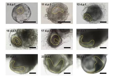 中米の科学チーム カニクイザル胚の体外25日間培養に成功