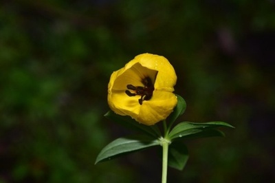 中国第2次青海チベット高原総合科学調査 新種生物3000種以上を確認