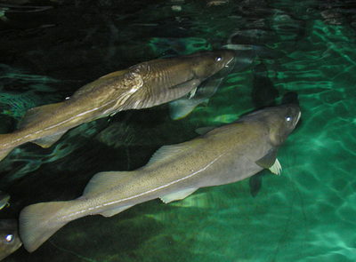 「サケの成功に続け」と、タラの養殖が本格化 - ノルウェー