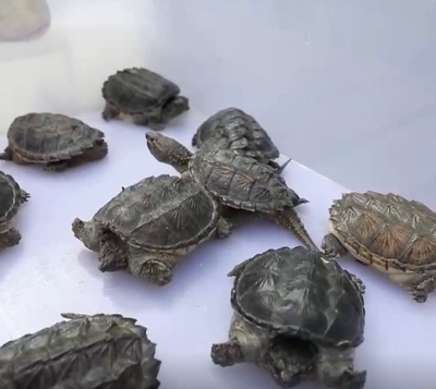 外国人観光客の荷物の中にカメやワニ 中国の税関が絶滅危惧種の生き物を多数押収