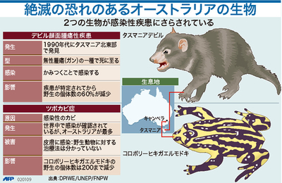 【図解】絶滅の恐れのあるオーストラリアの生物