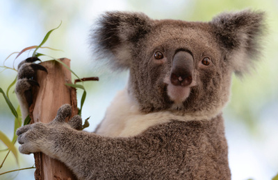 気温上昇でコアラ絶滅の危機、日よけの木陰確保がカギ 豪研究