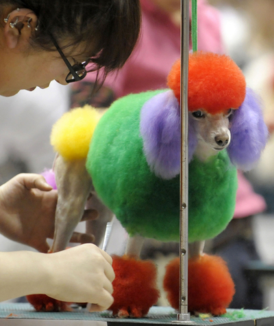 一番美しいワンコは誰？ビッグサイトでドッグショー