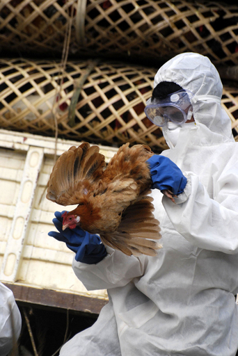 インド北東部で鳥インフル拡大、人への感染懸念高まる