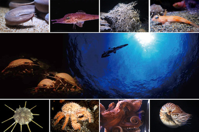 「未知なる海底谷 深海リウム」を新設、横浜・八景島シーパラダイス