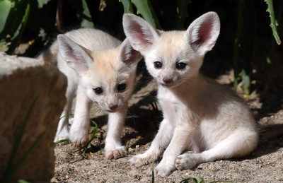 かわいいだけじゃない？ フェネックギツネの赤ちゃん 伊ローマ