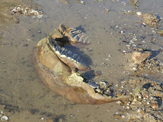 ドナウ川の底からマンモスの骨、干ばつと熱波による水位低下で発見 ブルガリア