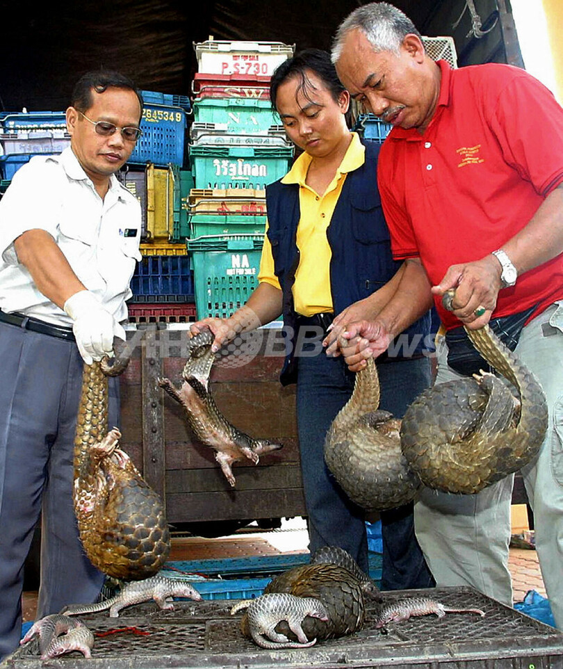 相次ぐ密輸でセンザンコウが激減、野生動物監視NGOが警告