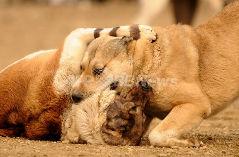 犬舎に240匹 韓国のオンライン闘犬賭博グループをフィリピンで摘発 写真1枚 国際ニュース Afpbb News