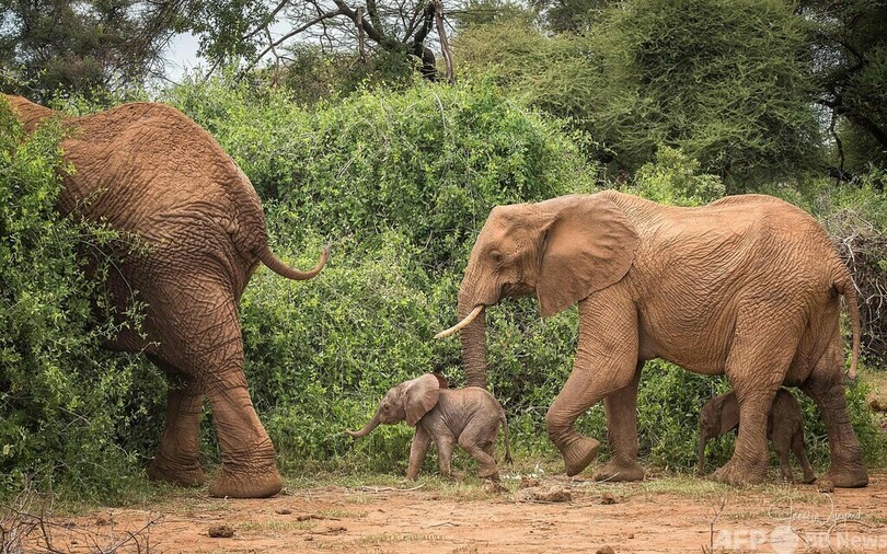 珍しい双子の赤ちゃんゾウ発見 「確率は1％」 ケニア