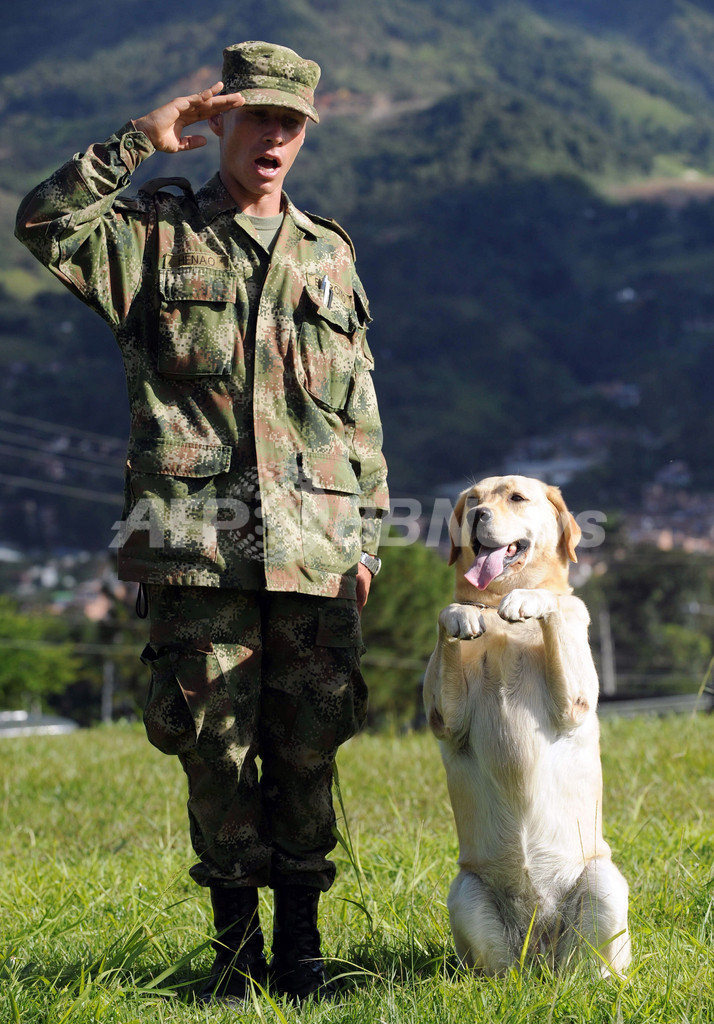 訓練にはげむ爆弾探知犬 コロンビア 写真7枚 国際ニュース Afpbb News