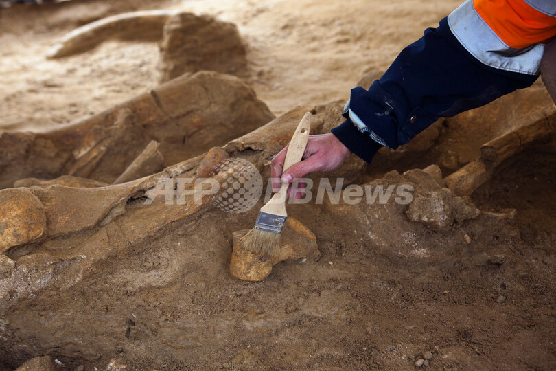 ほぼ完全なマンモスの骨格、仏パリ近郊で発掘