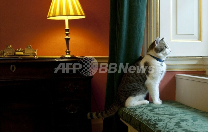 英首相官邸に 新顔 使命はネズミ捕り 写真5枚 国際ニュース Afpbb News