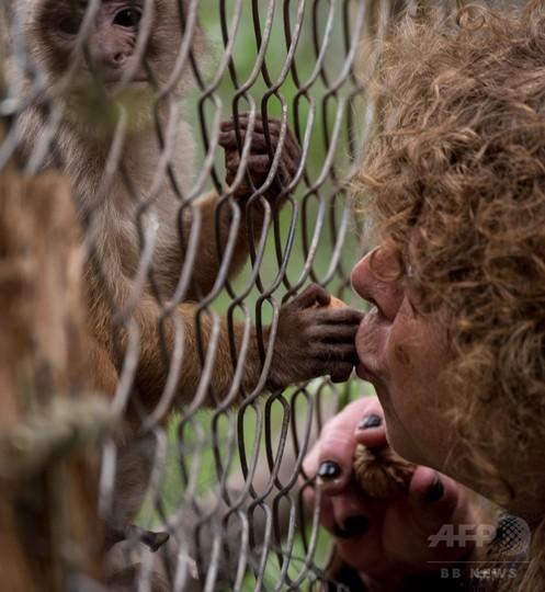アルコール依存症にされたサル チリ動物虐待の象徴 写真13枚 国際ニュース Afpbb News