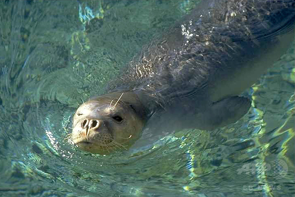絶滅危惧のアザラシ殴って国外追放、クロアチア 絶滅危惧のアザラシ殴って国外追放、クロアチア