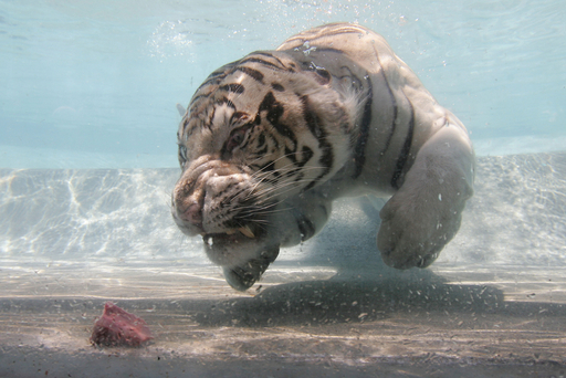 ホワイトタイガーが水中ダイビング、ネコ科だけどプール好き 写真11枚