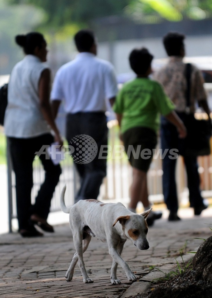 狂犬病対策に「野犬保護区」設置へ、スリランカ 狂犬病対策に「野犬保護区」設置へ、スリランカ