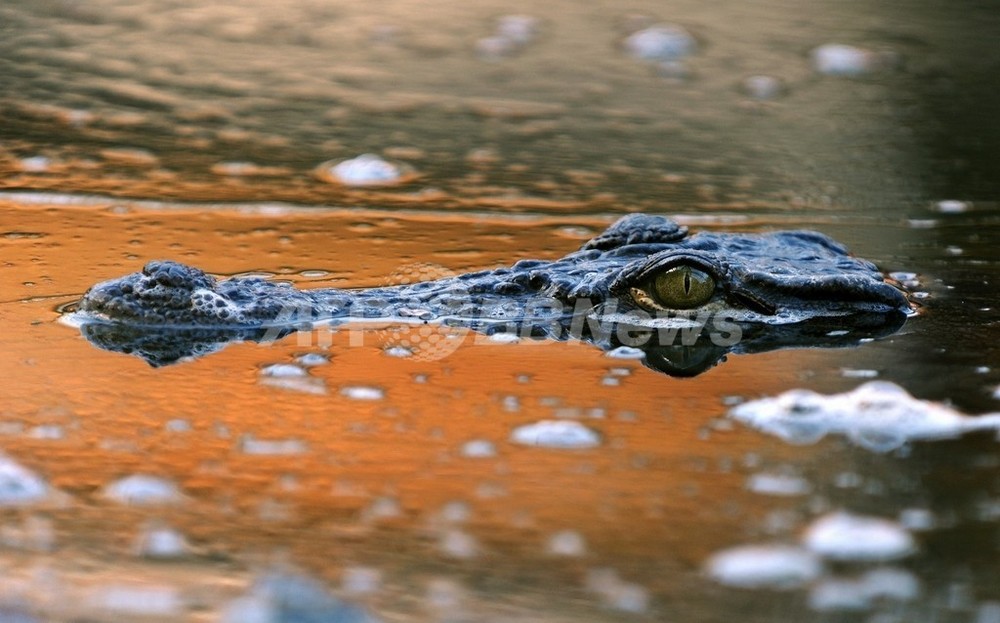 子どもたちが遊んでいた クロコダイル の身の毛もよだつ正体 写真1枚 国際ニュース Afpbb News