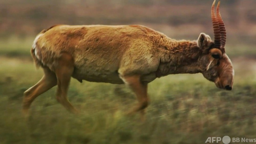 動画:絶滅危惧種サイガ、2019年から生息数倍増 カザフスタン 写真1枚 国際ニュース:AFPBB News