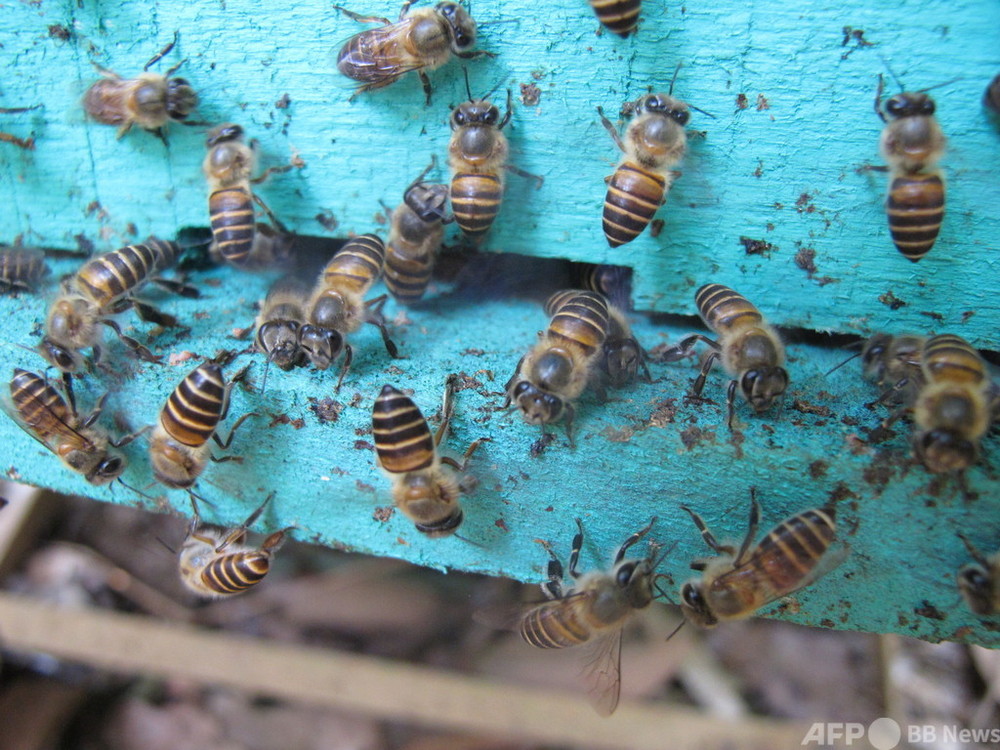 ミツバチ、動物のふん塗ってスズメバチを撃退