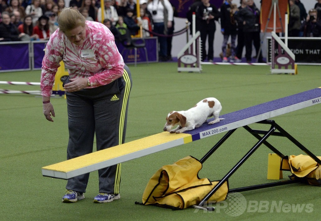 犬の機敏さ競う「アジリティ」選手権、NYで開催