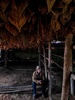 キューバ・ピナルデルリオ県ビニャーレスの葉タバコ農園で、休憩中の労働者（2022年1月18日撮影）。(c)YAMIL LAGE / AFP