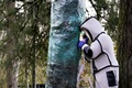 米ワシントン州ブレインでオオスズメバチの巣を駆除する当局職員ら（2020年10月24日撮影）。(c)Elaine Thompson / POOL / AFP