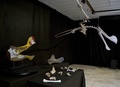 ブラジル・リオデジャネイロ（Rio de Janeiro）の国立博物館で公開された巨大翼竜「トロペオグナトゥス（Tropeognathus mesembrinus）」の骨格の化石と模型（2013年3月20日撮影）。(c)AFP/VANDERLEI ALMEIDA