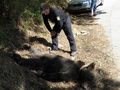 スペイン北部アストゥリアス自治州のムニエジョス自然保護区で発見されたヒグマの死骸を見つめる「ヒグマ財団」のメンバー。同財団提供（2016年9月9日撮影、12日提供）。(c)AFP/FUNDACION OSO PARDO-FOP