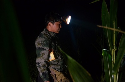 「コオロギハンター」未明の田んぼで宝探し 山東省