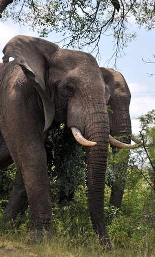 酔った男性が野生のゾウ追う、投稿動画に非難集まる 南ア