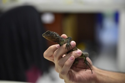 まるで「ミニゴジラ」、熱帯アンデスで新種のトカゲ3種を発見