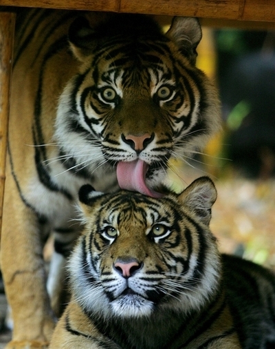 スマトラトラに里親制度、絶滅救う試み インドネシア