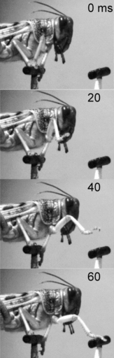 バッタは歩くとき視覚に頼っている、ケンブリッジ大研究