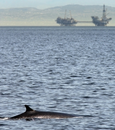 海の騒音がクジラにストレス、米同時多発テロで判明 米研究