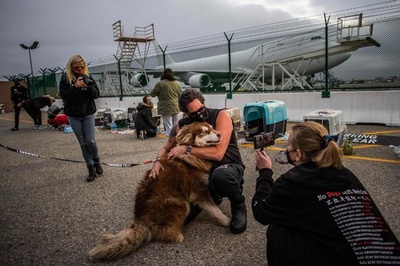 犬の食肉処理場を閉鎖 25年で100万匹超を処理 カンボジア 写真10枚 国際ニュース afpbb news