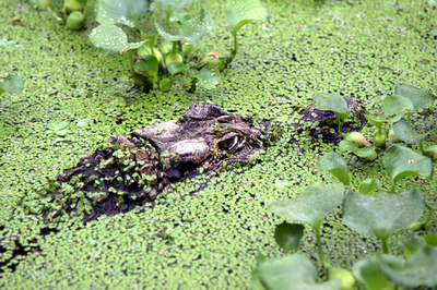 ロシアで「空からワニが降ってきた！」
