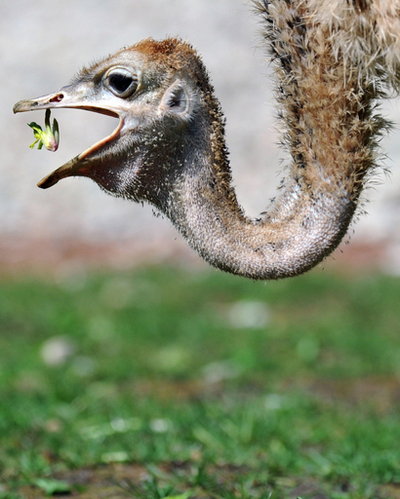 たくさん食べて大きくなあれ、ドイツ生まれのダチョウのひな