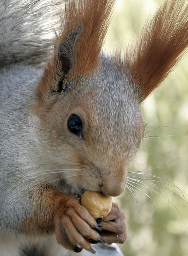 「木の実はおいしいな」、キルギスの野生リス