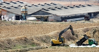韓国、死んだネコから鳥インフルエンザウイルス確認