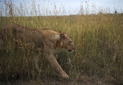 ラッシュ時の道路上でライオンが高齢者襲う、ケニア首都