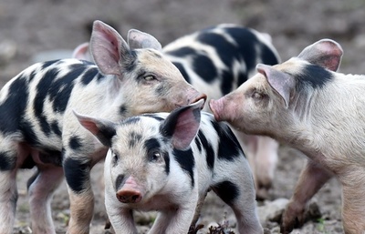 愛くるしい子ブタたち、ドイツの動物公園