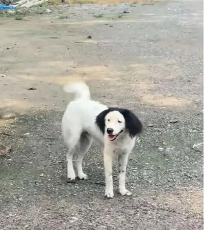 「世界一ブサイクな犬」と話題の花花、新しい飼い主のもとへ