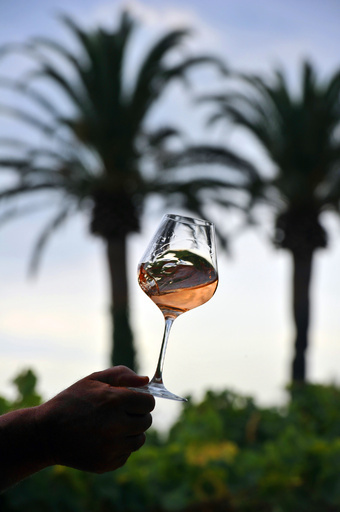 ワインの芳香、大半は酵母に由来 研究