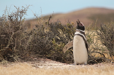 【すみだ水族館】4月25日は世界ペンギンの日!<br />「The Penguin Passion Party!」を開催