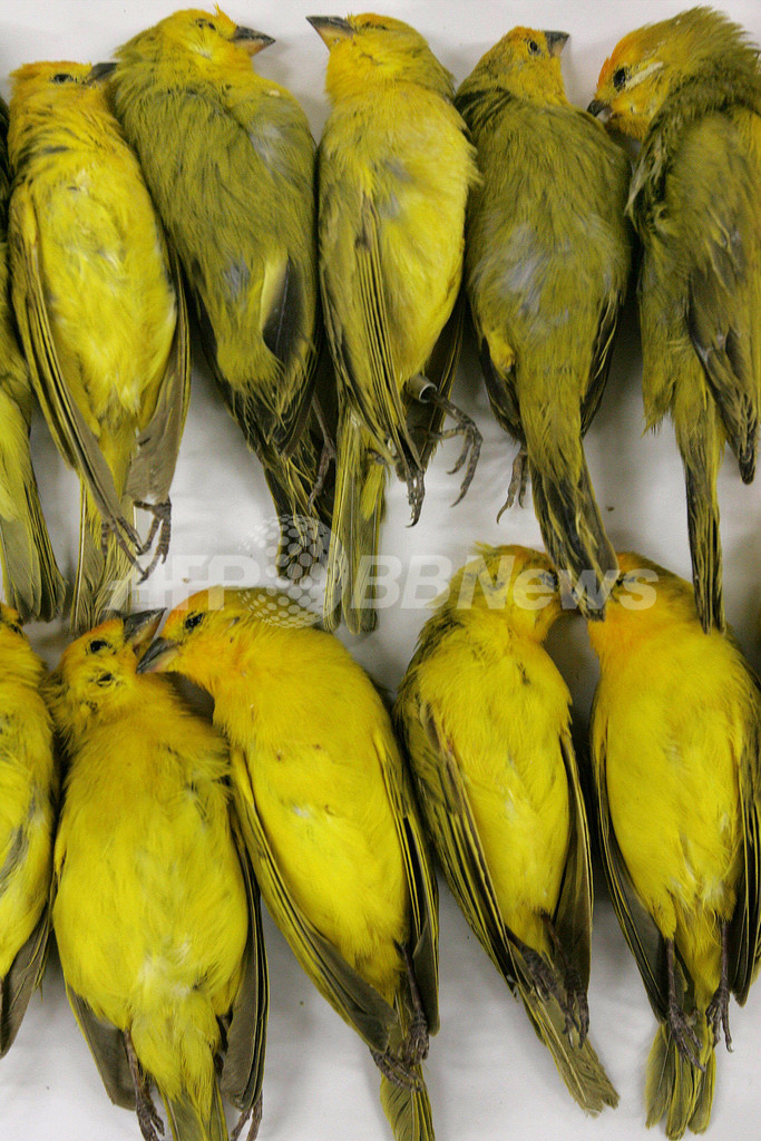 ブラジルの空港でカナリア200羽密輸容疑の男を逮捕