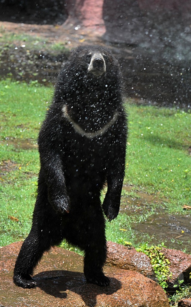 気温40度、暑くてかなわないクマ！ インド南部