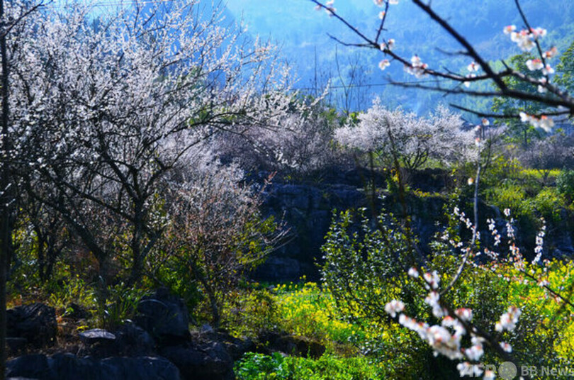 貴州省茘波県、第17回梅花祭がオンライン開催