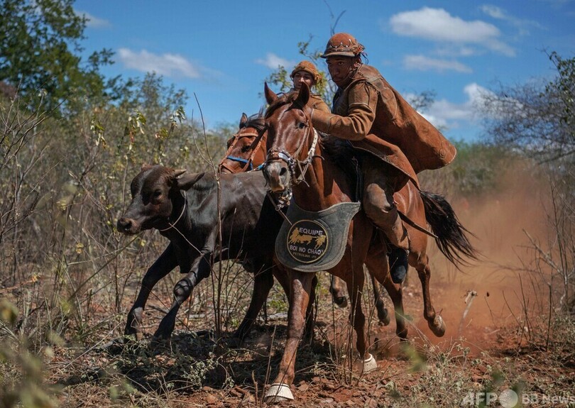 雄牛を追ってひもを奪え！ ブラジル・カウボーイの伝統競技